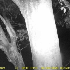 Petaurus norfolcensis (Squirrel Glider) at Thurgoona, NSW - 3 May 2020 by ChrisAllen