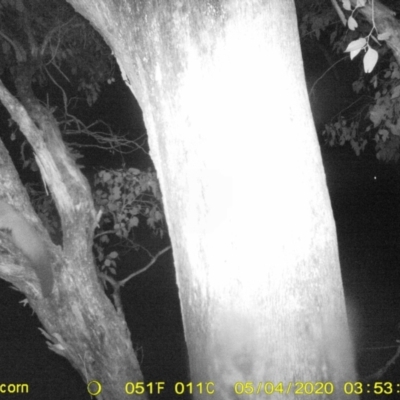Petaurus norfolcensis (Squirrel Glider) at Monitoring Site 038 - Road - 4 May 2020 by ChrisAllen