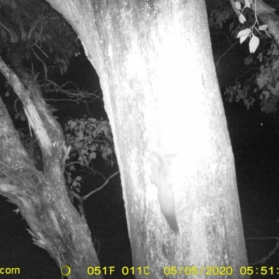 Petaurus norfolcensis (Squirrel Glider) at Albury - 4 May 2020 by ChrisAllen