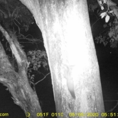 Petaurus norfolcensis (Squirrel Glider) at Monitoring Site 038 - Road - 4 May 2020 by ChrisAllen