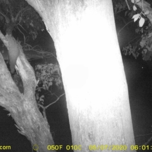 Petaurus norfolcensis at Thurgoona, NSW - 7 May 2020 06:01 AM