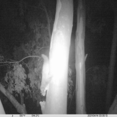 Petaurus norfolcensis (Squirrel Glider) at Thurgoona, NSW - 14 Apr 2021 by ChrisAllen