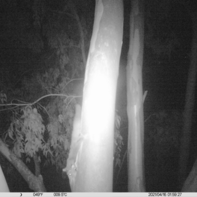 Petaurus norfolcensis (Squirrel Glider) at Albury - 15 Apr 2021 by ChrisAllen