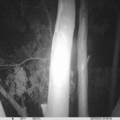 Petaurus norfolcensis (Squirrel Glider) at Monitoring Site 021 - Road - 21 Apr 2021 by ChrisAllen