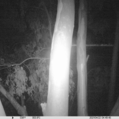 Petaurus norfolcensis at Thurgoona, NSW - 22 Apr 2021 04:49 AM