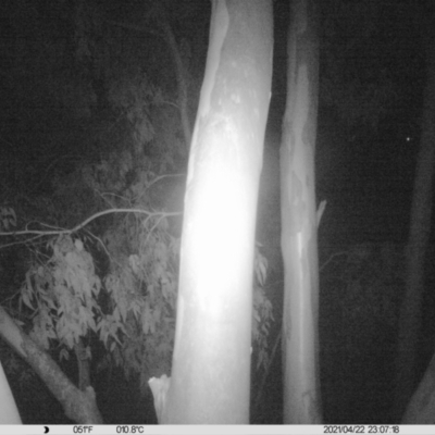 Petaurus norfolcensis (Squirrel Glider) at Albury - 22 Apr 2021 by ChrisAllen