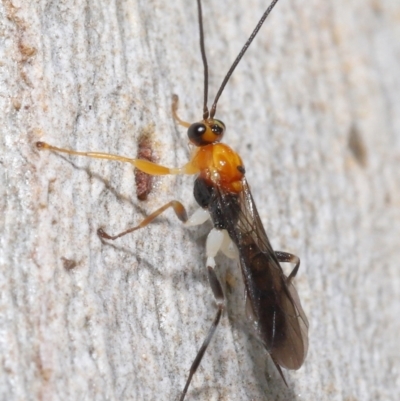 Braconidae sp. (family) at ANBG - 25 May 2021 by TimL