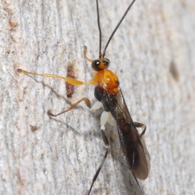 Unidentified Parasitic wasp (numerous families) at Acton, ACT - 25 May 2021 by TimL