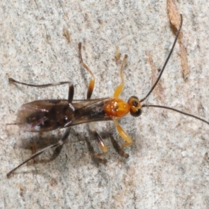 Ichneumonoidea (Superfamily) at Acton, ACT - 25 May 2021 10:59 AM