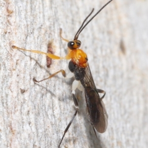 Ichneumonoidea (Superfamily) at Acton, ACT - 25 May 2021 10:59 AM