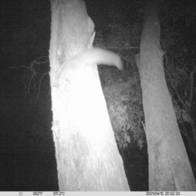 Petaurus norfolcensis (Squirrel Glider) at Corry's Wood - 12 Apr 2021 by ChrisAllen