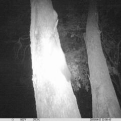 Petaurus norfolcensis (Squirrel Glider) at Corry's Wood - 12 Apr 2021 by ChrisAllen