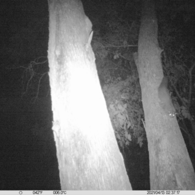 Petaurus norfolcensis (Squirrel Glider) at Corry's Wood - 12 Apr 2021 by ChrisAllen