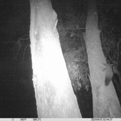 Petaurus norfolcensis (Squirrel Glider) at Monitoring Site 023 - Remnant - 12 Apr 2021 by ChrisAllen
