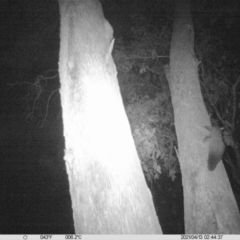 Petaurus norfolcensis (Squirrel Glider) at Corry's Wood - 12 Apr 2021 by ChrisAllen