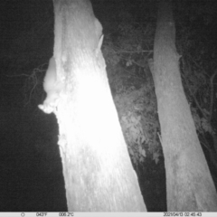 Petaurus norfolcensis at Thurgoona, NSW - 13 Apr 2021 02:45 AM