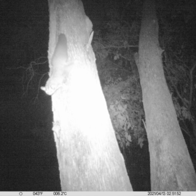 Petaurus norfolcensis (Squirrel Glider) at Monitoring Site 023 - Remnant - 12 Apr 2021 by ChrisAllen