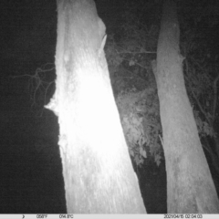 Petaurus norfolcensis (Squirrel Glider) at Corry's Wood - 14 Apr 2021 by ChrisAllen