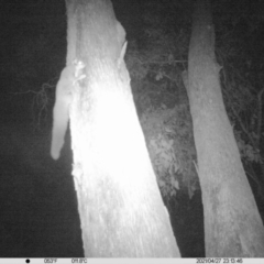 Petaurus norfolcensis (Squirrel Glider) at Corry's Wood - 27 Apr 2021 by ChrisAllen