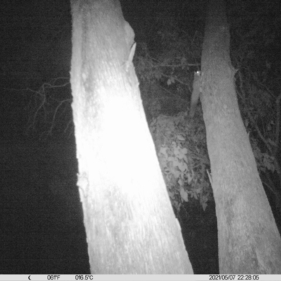 Petaurus norfolcensis (Squirrel Glider) at Monitoring Site 023 - Remnant - 7 May 2021 by ChrisAllen