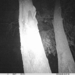 Petaurus norfolcensis (Squirrel Glider) at Corry's Wood - 7 May 2021 by ChrisAllen