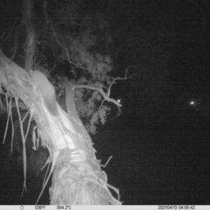 Petaurus norfolcensis at Thurgoona, NSW - 13 Apr 2021 04:55 AM