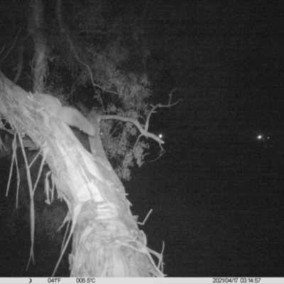 Petaurus norfolcensis (Squirrel Glider) at Monitoring Site 032 - Remnant - 16 Apr 2021 by ChrisAllen