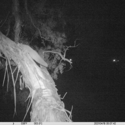 Petaurus norfolcensis (Squirrel Glider) at Monitoring Site 032 - Remnant - 17 Apr 2021 by ChrisAllen