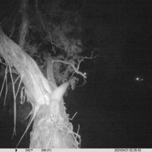 Petaurus norfolcensis at Undefined Area - 21 Apr 2021 02:26 AM