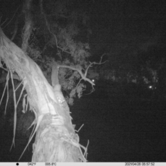 Petaurus norfolcensis (Squirrel Glider) at Thurgoona, NSW - 28 Apr 2021 by ChrisAllen