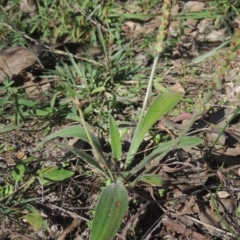Plantago varia (Native Plaintain) at Pine Island to Point Hut - 29 Mar 2021 by michaelb