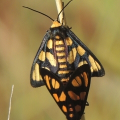 Amata (genus) (Handmaiden Moth) at Rob Roy Range - 30 Mar 2021 by michaelb