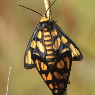 Amata (genus) (Handmaiden Moth) at Rob Roy Range - 30 Mar 2021 by michaelb