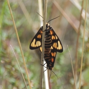 Amata (genus) at Conder, ACT - 30 Mar 2021 06:21 PM