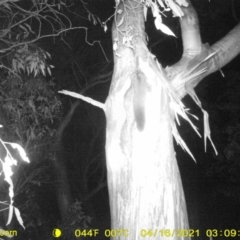 Petaurus norfolcensis at Undefined Area - 16 Apr 2021 03:09 AM