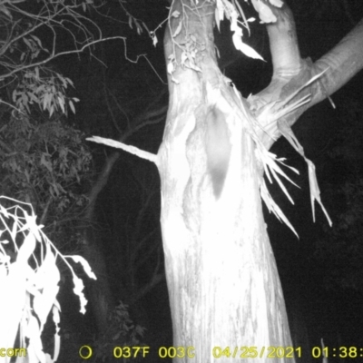 Petaurus norfolcensis (Squirrel Glider) at Monitoring Site 033 - Revegetation - 24 Apr 2021 by ChrisAllen