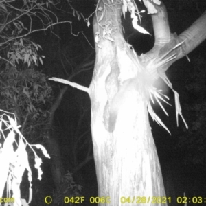 Petaurus norfolcensis at Table Top, NSW - 28 Apr 2021