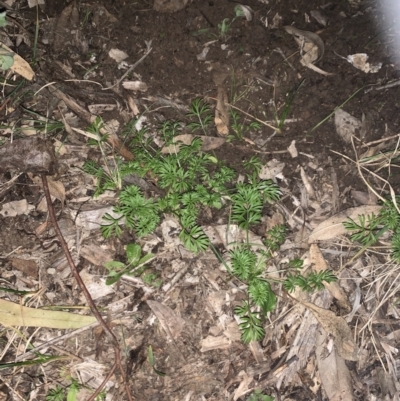 Unidentified Other Wildflower or Herb at Weston, ACT - 25 May 2021 by AliceH