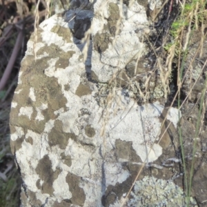 Lichen - crustose at Bolaro, NSW - 20 May 2021 10:30 AM