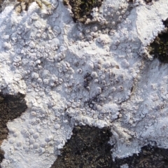 Lichen - crustose at Bolaro, NSW - 20 May 2021