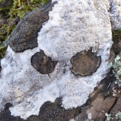 Lichen - crustose at Bolaro, NSW - 20 May 2021 10:30 AM