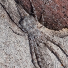 Tamopsis sp. (genus) (Two-tailed spider) at Kambah, ACT - 28 May 2021 by rawshorty