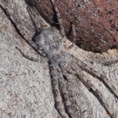 Tamopsis sp. (genus) (Two-tailed spider) at Kambah, ACT - 27 May 2021 by rawshorty