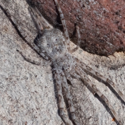 Tamopsis sp. (genus) (Two-tailed spider) at Kambah, ACT - 28 May 2021 by rawshorty