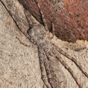 Tamopsis sp. (genus) at Kambah, ACT - 28 May 2021 07:33 AM