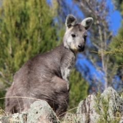 Osphranter robustus (Wallaroo) at Tennent, ACT - 28 May 2021 by ChrisHolder