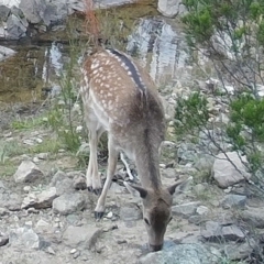 Dama dama (Fallow Deer) at Gigerline Nature Reserve - 18 May 2021 by ChrisHolder