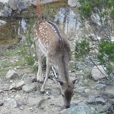 Dama dama (Fallow Deer) at Gigerline Nature Reserve - 18 May 2021 by ChrisHolder