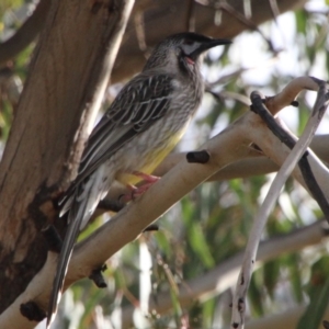 Anthochaera carunculata at Bonython, ACT - 24 May 2021