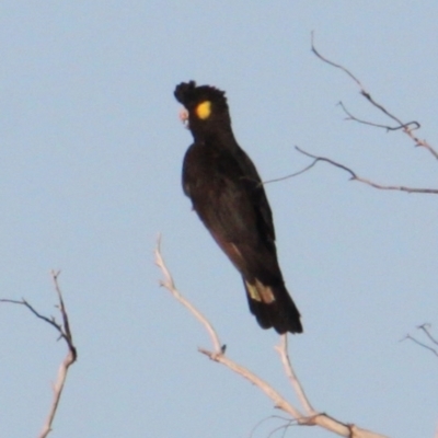 Zanda funerea (Yellow-tailed Black-Cockatoo) at Albury - 28 May 2021 by PaulF